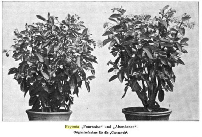 B. ‘Abondance’